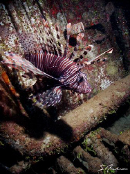 Yes, another Lionfish. This pirate seems to be all over t... by Steven Anderson 